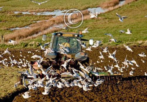 Gulls and Tractor DM1246
